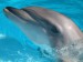 delfin-zachranil-uviaznute-velryby.jpg